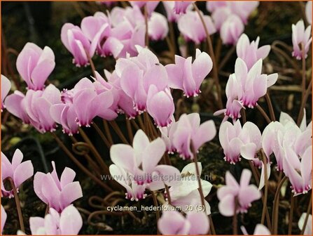 Cyclamen hederifolium | Cyclaam, Alpenviooltje