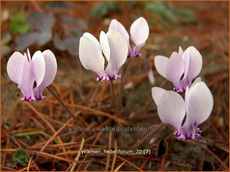 Cyclamen hederifolium | Cyclaam, Alpenviooltje