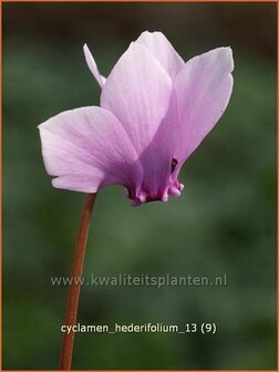 Cyclamen hederifolium | Cyclaam, Alpenviooltje