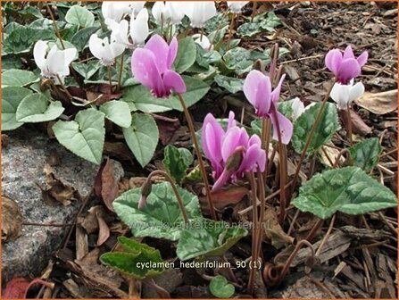 Cyclamen hederifolium | Cyclaam, Alpenviooltje