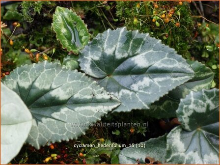 Cyclamen hederifolium | Cyclaam, Alpenviooltje