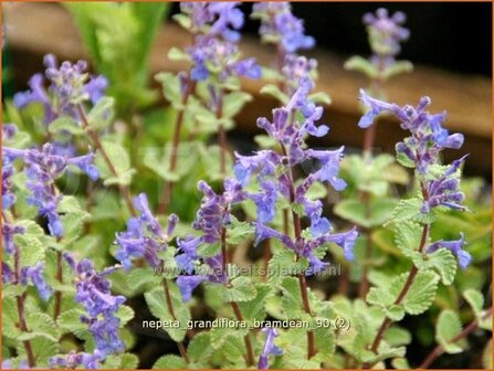 Nepeta grandiflora &#039;Bramdean&#039; | Kattekruid, Kattenkruid