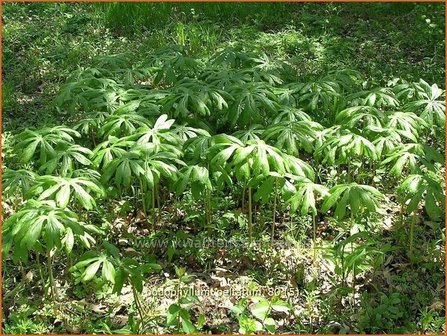 Podophyllum peltatum | Voetblad, Indische alruinwortel, Meiappel | Fu&szlig;blatt