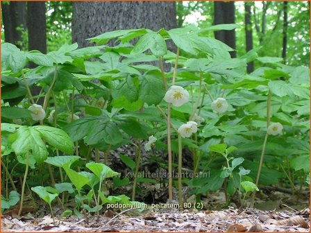 Podophyllum peltatum | Voetblad, Indische alruinwortel, Meiappel | Fu&szlig;blatt