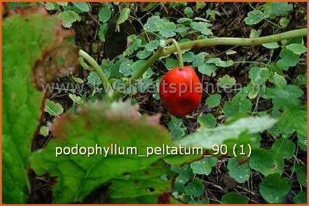 Podophyllum peltatum | Voetblad, Indische alruinwortel, Meiappel | Fu&szlig;blatt