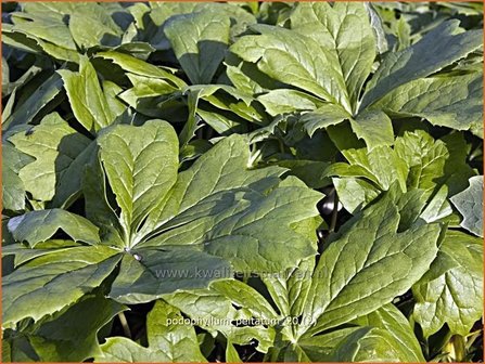 Podophyllum peltatum | Voetblad, Indische alruinwortel, Meiappel | Fu&szlig;blatt