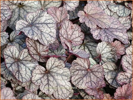 Heuchera &#039;Silver Scrolls&#039; | Purperklokje