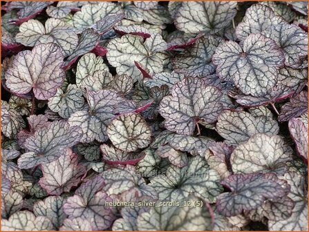 Heuchera &#039;Silver Scrolls&#039; | Purperklokje