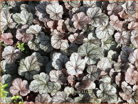 Heuchera &#039;Silver Scrolls&#039; | Purperklokje