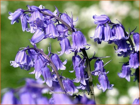 Hyacinthoides non-scripta | Boshyacint, Hazenklokje, Wilde hyacint, Bluebells