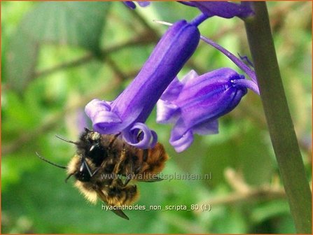 Hyacinthoides non-scripta | Boshyacint, Hazenklokje, Wilde hyacint, Bluebells