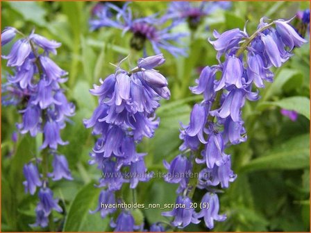 Hyacinthoides non-scripta | Boshyacint, Hazenklokje, Wilde hyacint, Bluebells