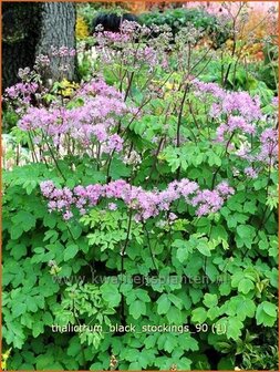 Thalictrum &#039;Black Stockings&#039; | Ruit