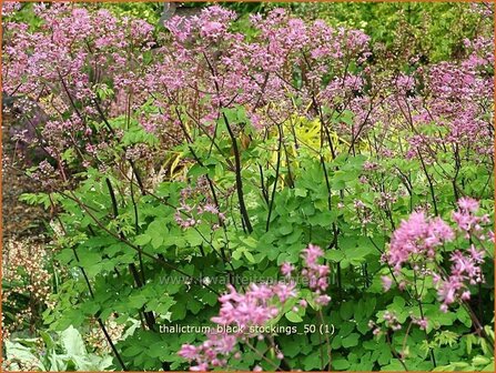 Thalictrum &#039;Black Stockings&#039; | Ruit