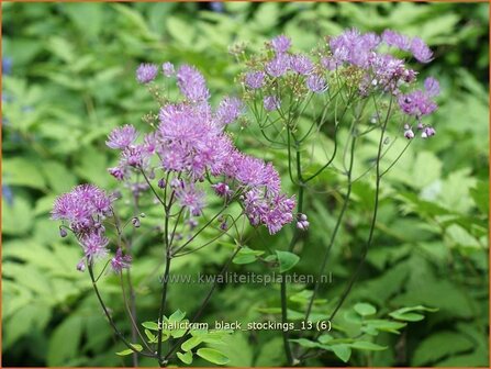 Thalictrum &#039;Black Stockings&#039; | Ruit