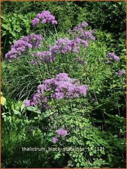 Thalictrum &#039;Black Stockings&#039; | Ruit