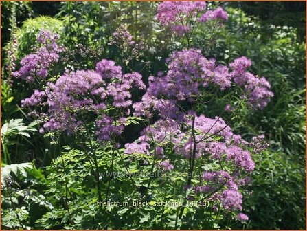 Thalictrum &#039;Black Stockings&#039; | Ruit