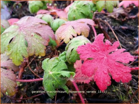 Geranium macrorrhizum &#039;Ingwersen&#039;s Variety&#039; | Ooievaarsbek, Tuingeranium