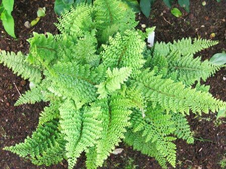 Polystichum setiferum &#039;Plumosum&#039; | Zachte naaldvaren