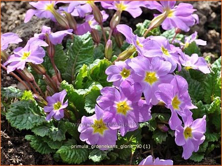 Primula &#039;Groenekan&#039;s Glorie&#039; | Sleutelbloem