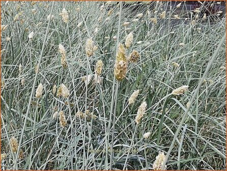 Sesleria nitida | Blauwgras