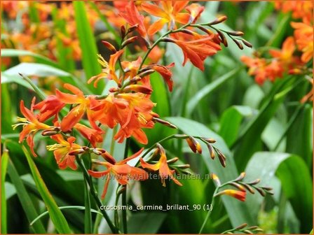 Crocosmia &#039;Carmine Brilliant&#039; | Montbretia