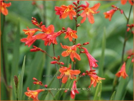 Crocosmia &#039;Carmine Brilliant&#039; | Montbretia