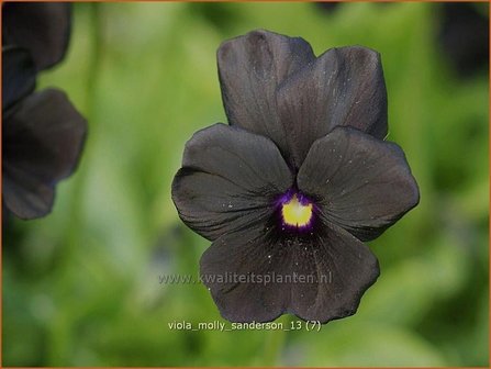 Viola cornuta &#039;Molly Sanderson&#039; | Hoornviooltje