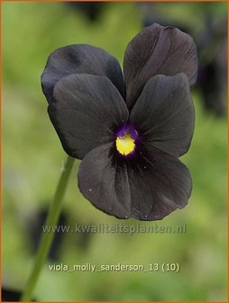 Viola cornuta &#039;Molly Sanderson&#039; | Hoornviooltje