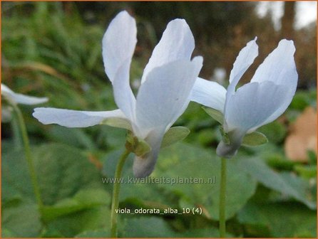 Viola odorata &#039;Alba&#039; | Welriekend viooltje