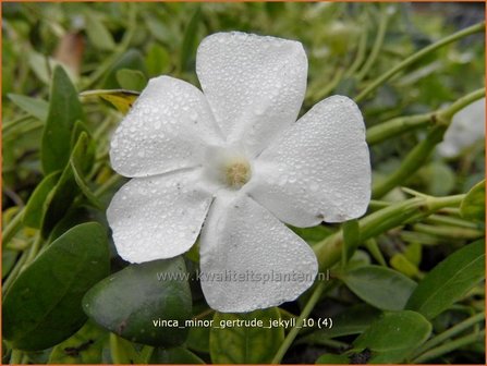 Vinca minor &#039;Gertrude Jekyll&#039; | Kleine maagdenpalm