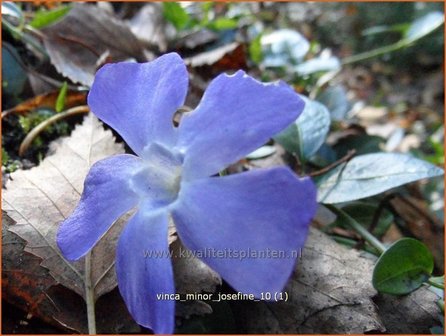 Vinca minor &#039;Josefine&#039; | Kleine maagdenpalm