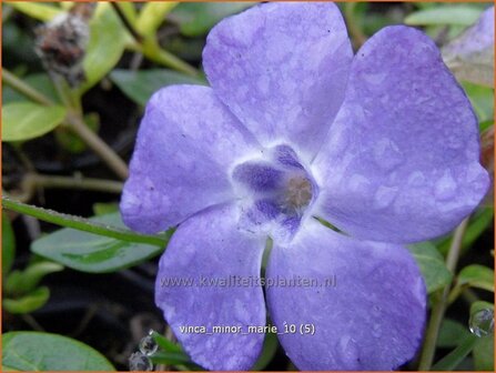 Vinca minor &#039;Marie&#039; | Kleine maagdenpalm