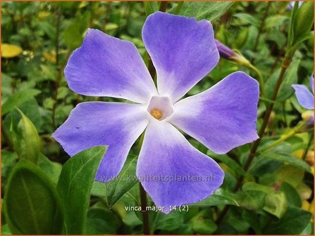 Vinca major | Grote maagdenpalm