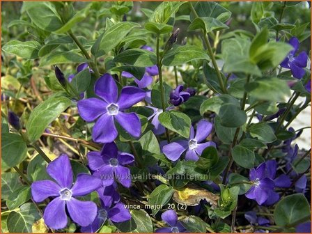 Vinca major | Grote maagdenpalm