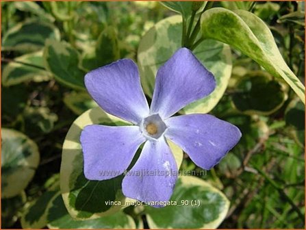 Vinca major &#039;Variegata&#039; | Grote maagdenpalm, Maagdenpalm | Gro&szlig;es Immergr&uuml;n | Greater Periwinkle