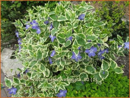 Vinca major &#039;Variegata&#039; | Grote maagdenpalm