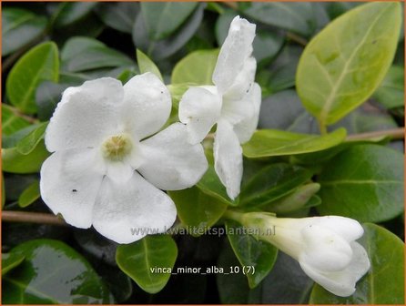 Vinca minor &#039;Alba&#039; | Kleine maagdenpalm