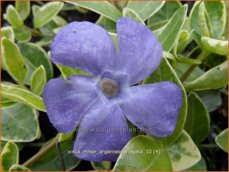 Vinca minor &#039;Argenteovariegata&#039; | Kleine maagdenpalm