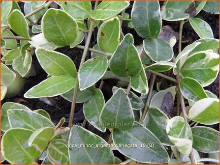 Vinca minor &#039;Argenteovariegata&#039; | Kleine maagdenpalm