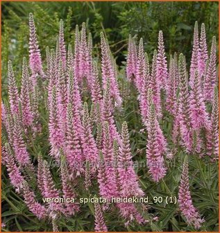 Veronica spicata &#039;Heidekind&#039; | Aarereprijs, Ereprijs