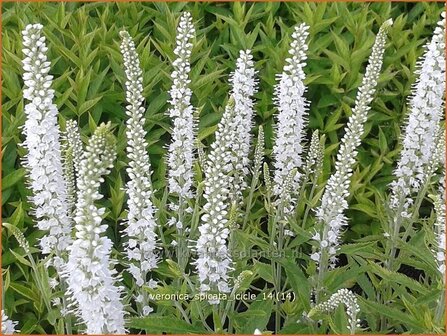 Veronica spicata &#039;Icicle&#039; | Aarereprijs, Ereprijs