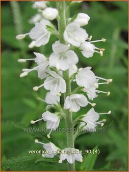 Veronica spicata &#039;Icicle&#039; | Aarereprijs, Ereprijs