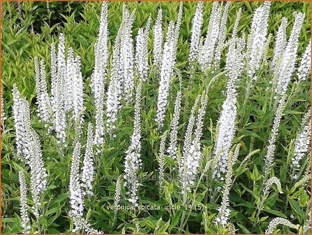 Veronica spicata &#039;Icicle&#039; | Aarereprijs, Ereprijs