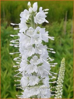 Veronica spicata &#039;Icicle&#039; | Aarereprijs, Ereprijs