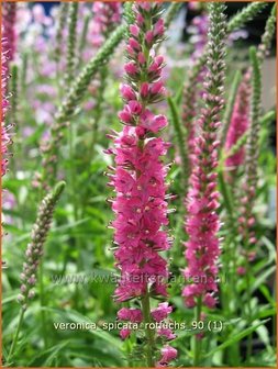 Veronica spicata &#039;Rotfuchs&#039; | Aarereprijs, Ereprijs