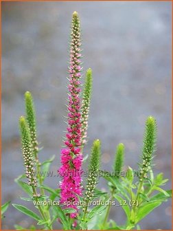 Veronica spicata &#039;Rotfuchs&#039; | Aarereprijs, Ereprijs