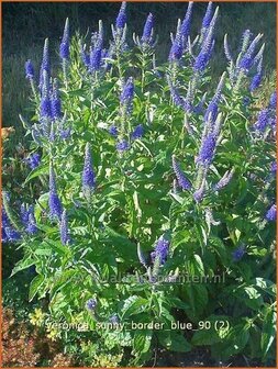 Veronica &#039;Sunny Border Blue&#039; | Ereprijs