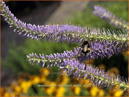 Veronicastrum virginicum &#039;Apollo&#039; | Virginische ereprijs