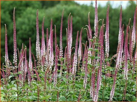 Veronicastrum virginicum &#039;Erika&#039; | Virginische ereprijs